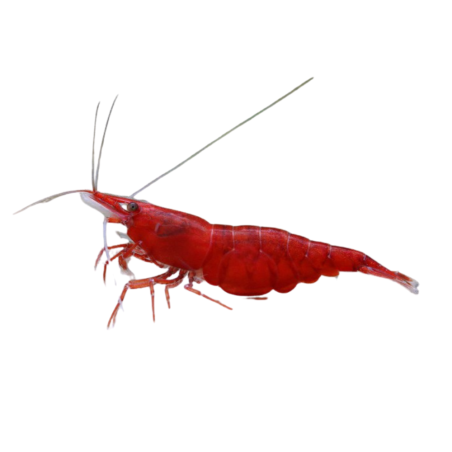 Neocaridina davidi - Red cherry - M