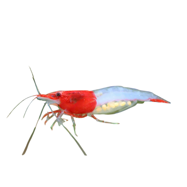 Neocaridina davidi - Red Rili Shrimp - M