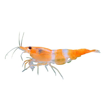 Neocaridina davidi - Orange Shrimp - M