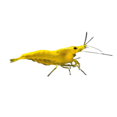 Neocaridina davidi - Yellow Shrimp - M