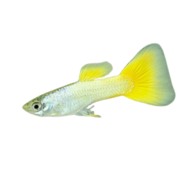 Poecilia reticulata - Guppy german yellow...