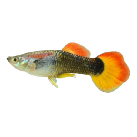 Poecilia reticulata - Guppy - micariff tuxedo (male)