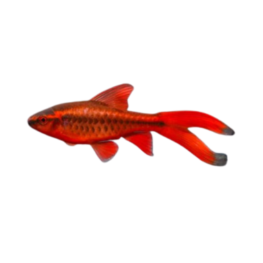 Puntius titteya - Cherry Barb longfin - Male