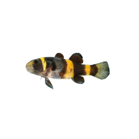 Brachygobius doriae - Bumble Bee Goby L
