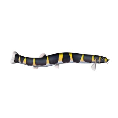 Pangio Kuhlii - Kuhlii Loach - XXL
