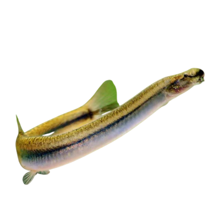 Pangio Kuhlii - Golden - Kuhlii Loach 7-8 cm
