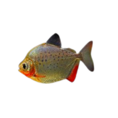 Metynnis Maculatus - Spotted Silver Dollar