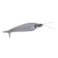Kryptopterus bicirrhis - Glass cat - ML