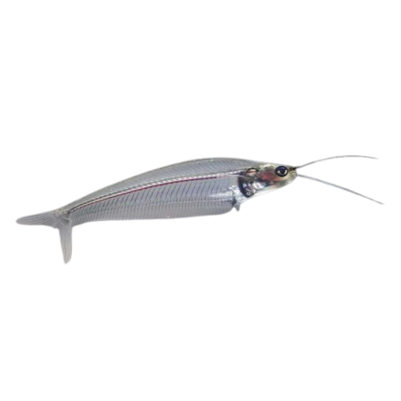 Kryptopterus bicirrhis - Glass cat - ML