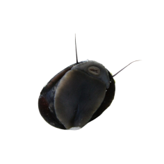 Neritina Pulligera - Helmet Snail