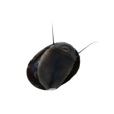 Neritina Pulligera - Helmet Snail