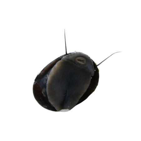 Neritina Pulligera - Helmet Snail