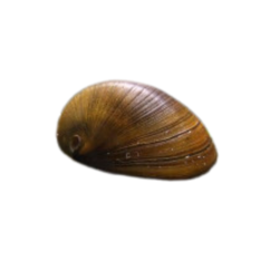 Neritina Pulligera - Helmet Snail 2