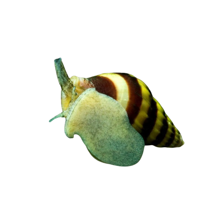 Anentome helena - Predator snail