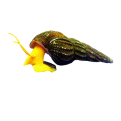 Tylomelania sp. - Orange rabbit snail - L