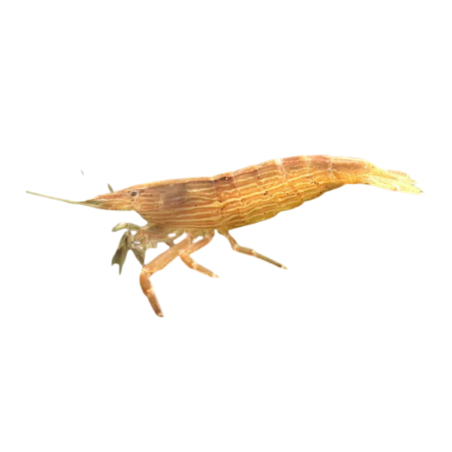 Atyopsis moluccensis - Rock Shrimps
