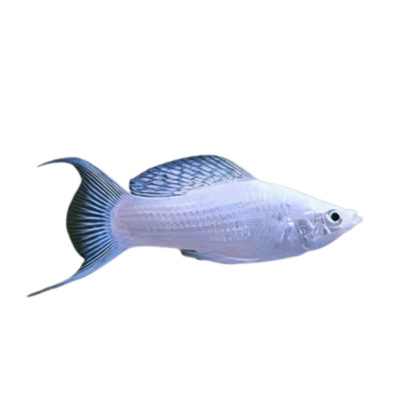 Poecilia sphenops - Siver lyretail molly
