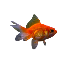 Carassius auratus - Gold Fish - Red Fantail - 5 cm