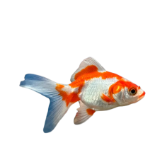 Carassius auratus - Gold Fish - Red and White Fantail - 5 cm
