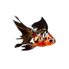 Carassius auratus - Gold Fish - Calico Fantail - 5 cm