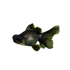 Carassius auratus - Black Moor Telescope eye 5/6 cm