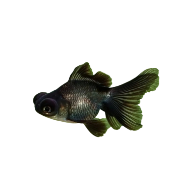 Carassius auratus - Black Moor Telescope eye...