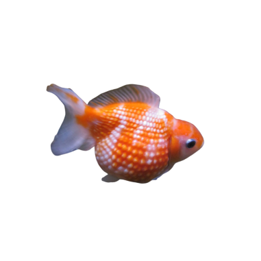 Carassius auratus - Chicco di riso Red/White -...