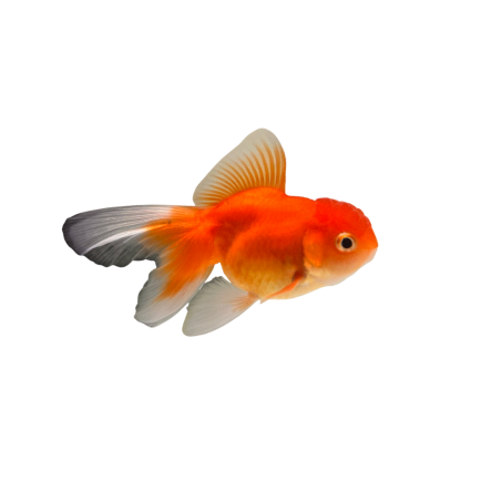 Carassius auratus - Oranda Goldfish - 16/18 cm
