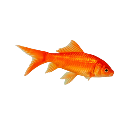 Carassius auratus - Pesce rosso - 7/12 cm
