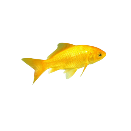 Carassius auratus - Pesce Canarino - 7/12 cm
