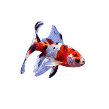 Carassius auratus - Shubukin - 7/12 cm