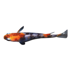Oryzias Latipes - Medaka Black White Orange - 2.5-3 cm