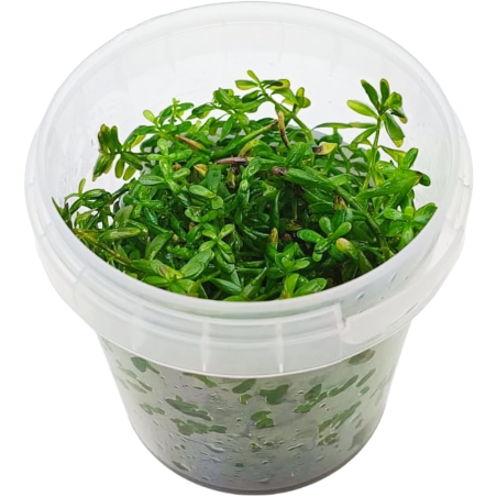 Ludwigia Sp. Inclinata Cuba in Troplant Linea Vitro Ø 60
