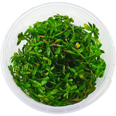 Ludwigia Sp. Inclinata Cuba in Troplant Linea Vitro Ø 60