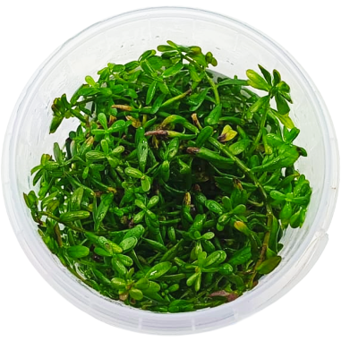 Ludwigia Sp. Inclinata Cuba in Troplant Linea Vitro Ø 60