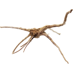 Decorline Spider Wood misura cm15x26x18h Foto Reale cod.SP25 2
