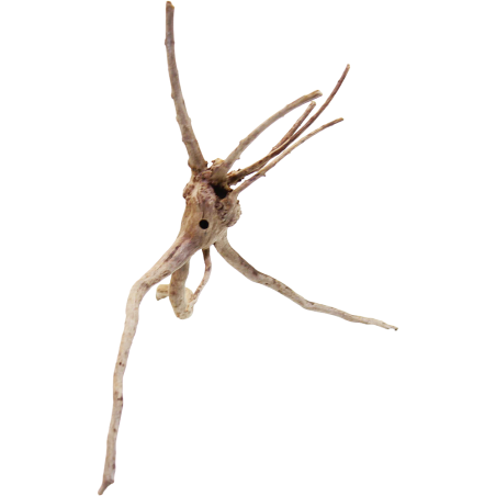 Decorline Spider Wood misura cm15x26x18h Foto Reale cod.SP25 Decorline Spider Wood misura cm15x26x18h Foto Reale cod.SP25