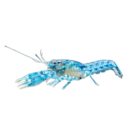 Cambarellus diminutus blue mini mexican crayfish M