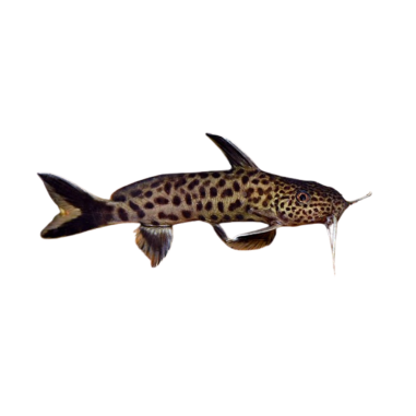 Synodontis petricola dwarf lake synodontis SM