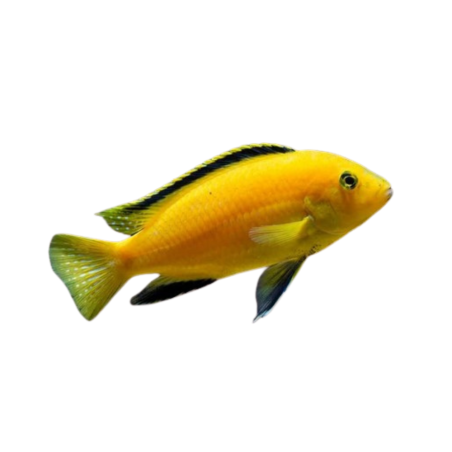 Labidocromis caeruleus 4cm