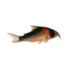 Corydoras adolfoi SM