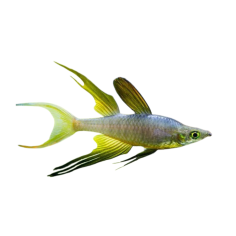 Irianterina werneri threadfin rainbow ML