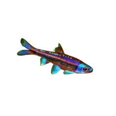 Notropis chromus rainbow shiner ML