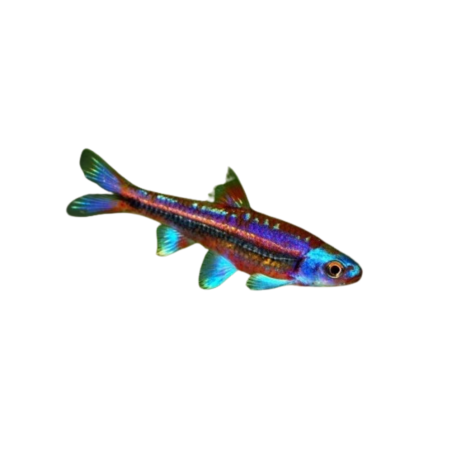 Notropis chromus rainbow shiner ML