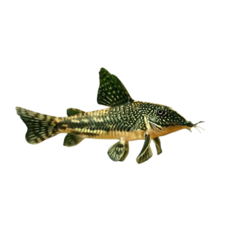 Corydoras barbatus SM