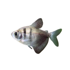 Gymnocorymbus ternetzi black tetra veiltail M