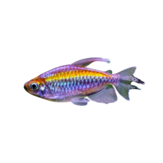 Phenacogrammus interruptus congo tetra ML