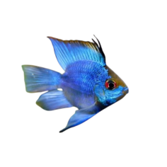 Mikrogeophagus ramirezi electric blue ballon cm 3-4