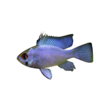 Papillochromis ramirezi blue ramirezi ML