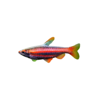Nannostomus beckfordi red ML